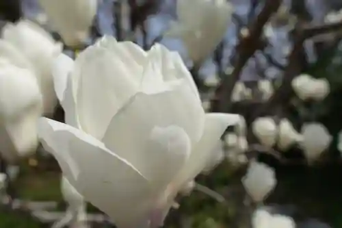 上品蓮台寺の自然