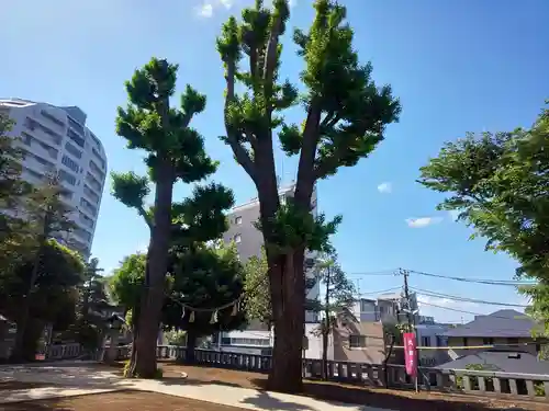 代田八幡神社の自然