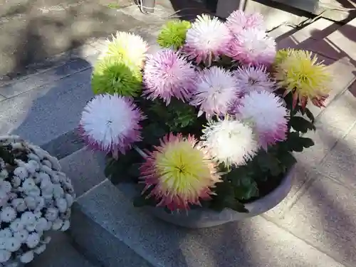 麻布氷川神社の自然