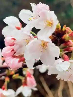 舞子六神社／まいこむの宮の{uncategorized: "未分類", other: "その他", undefined: "問題あり", building: "その他建物", grave: "お墓", sacred_gate: "鳥居", guardian: "狛犬", statue: "像", buddha: "仏像", history: "歴史", nature: "自然", garden: "庭園", animal: "動物", pagoda: "塔", temizu: "手水舎", mountain_gate: "山門・神門", sanctuary: "本殿・本堂", subordinate: "末社・摂社", art: "芸術", scenery: "景色", jizo: "地蔵", ema: "絵馬", goshuin: "御朱印", omikuji: "おみくじ", items: "授与品その他", amulet: "お守り", goshuincho: "御朱印帳", eats: "食事", festival: "お祭り", votive_dance: "神楽", shichigosan: "七五三参", wedding: "結婚式", experience: "体験その他", initially: "初詣", around: "周辺", anti_infection: "感染症対策"}