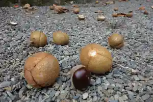 早馬神社の自然(2022年09月12日(月) 16時04分32秒投稿)