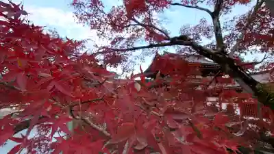 平等院の{uncategorized: "未分類", other: "その他", undefined: "問題あり", building: "その他建物", grave: "お墓", sacred_gate: "鳥居", guardian: "狛犬", statue: "像", buddha: "仏像", history: "歴史", nature: "自然", garden: "庭園", animal: "動物", pagoda: "塔", temizu: "手水舎", mountain_gate: "山門・神門", sanctuary: "本殿・本堂", subordinate: "末社・摂社", art: "芸術", scenery: "景色", jizo: "地蔵", ema: "絵馬", goshuin: "御朱印", omikuji: "おみくじ", items: "授与品その他", amulet: "お守り", goshuincho: "御朱印帳", eats: "食事", festival: "お祭り", votive_dance: "神楽", shichigosan: "七五三参", wedding: "結婚式", experience: "体験その他", initially: "初詣", around: "周辺", anti_infection: "感染症対策"}