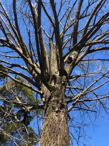 田無神社の自然
