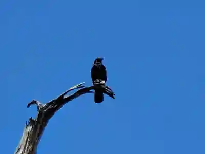 浜の宮天満宮の動物