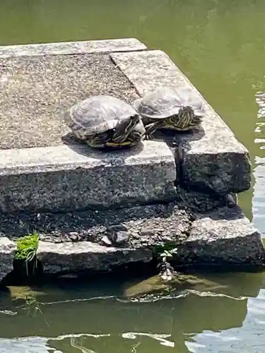 東寺（教王護国寺）の動物
