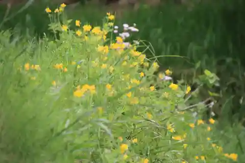 阿久津「田村神社」（郡山市阿久津町）旧社名：伊豆箱根三嶋三社の自然