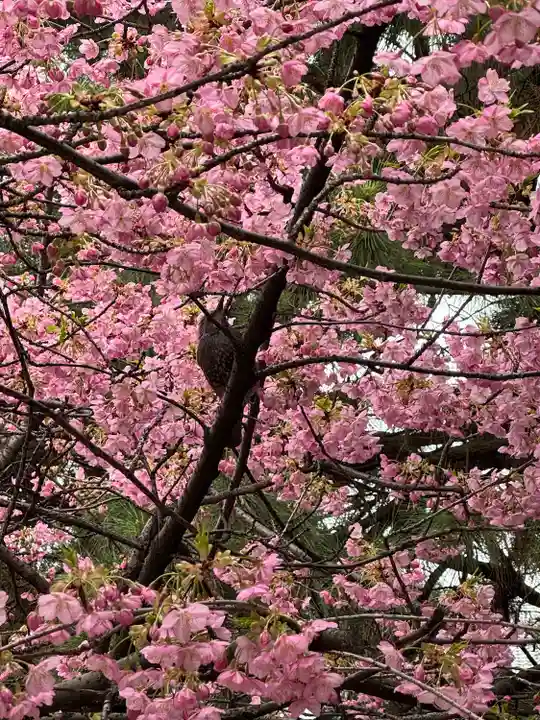 新宿下落合氷川神社(東京都)