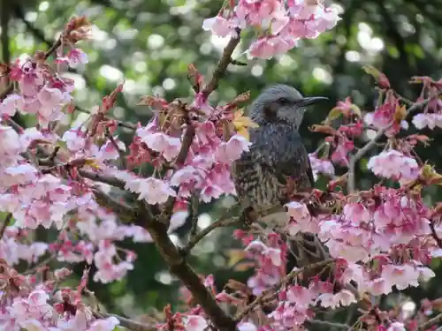 伊勢神宮内宮（皇大神宮）の動物