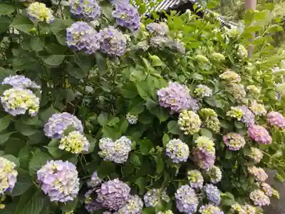 矢田寺(奈良県)