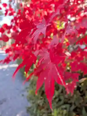 阿佐ヶ谷神明宮(東京都)