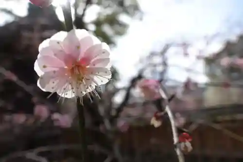 北野天満宮の自然