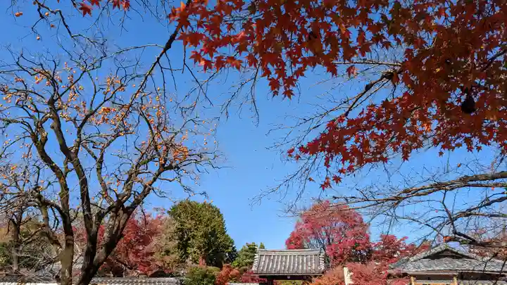 神光院(京都府)