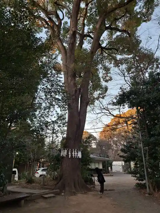 代々木八幡宮の自然