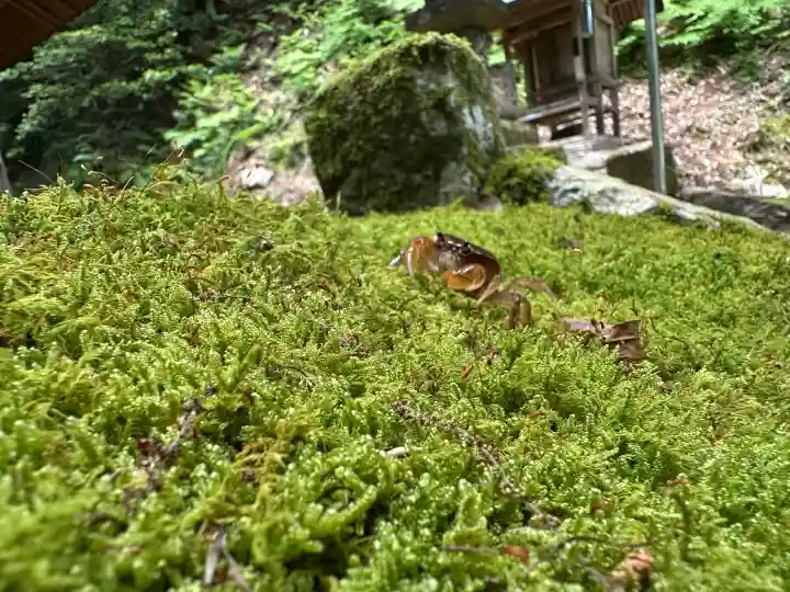 水谷神社の動物