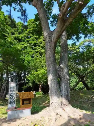 松前神社の自然