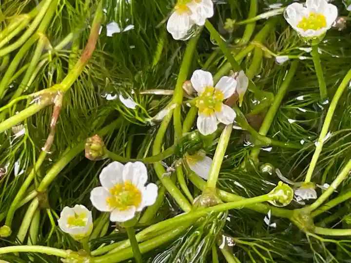 醒井延命地蔵尊(滋賀県)