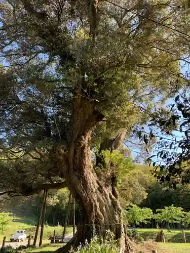 寂光寺の庭園