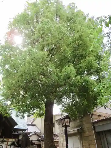 三島神社の自然