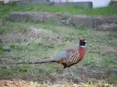 極楽山　浄土寺の動物