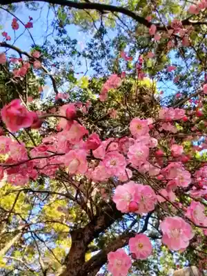 布多天神社(東京都)