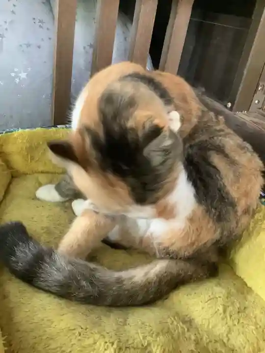 玉野御嶽神社の動物