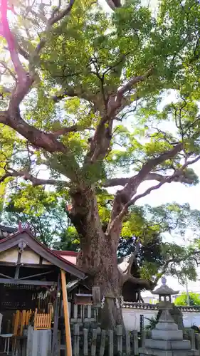 田光八幡社の自然