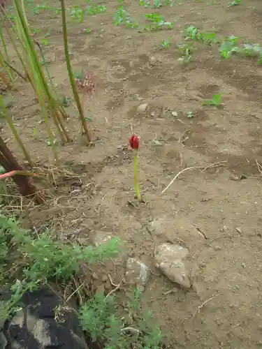 真光寺(千葉県)