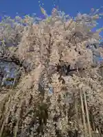 足羽神社の自然