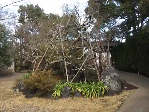 妙行寺の庭園