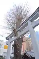 柏神社(千葉県)