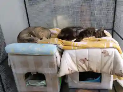 御誕生寺（猫寺）(福井県)