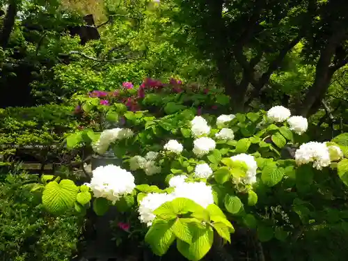 浄光明寺の自然