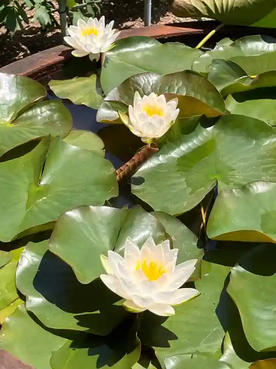 真言宗 善通寺派 薬王寺(香川県)