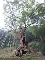 武雄神社の自然