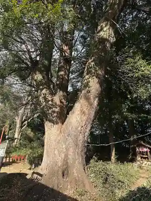 三芳野神社(埼玉県)