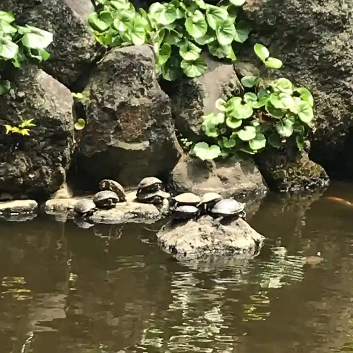 平塚八幡宮の動物