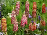 阿邪訶根神社の自然