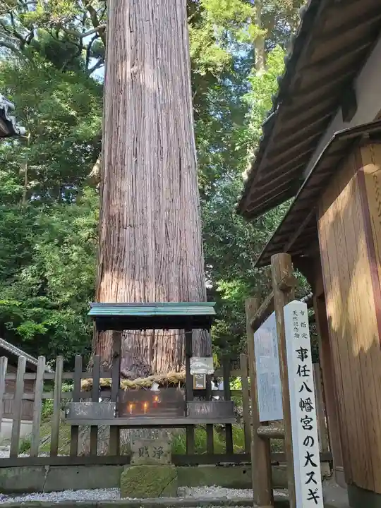 事任八幡宮の自然