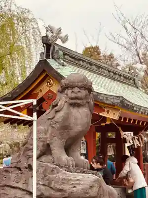 浅草神社の狛犬