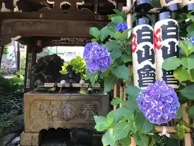 白山神社の手水舎
