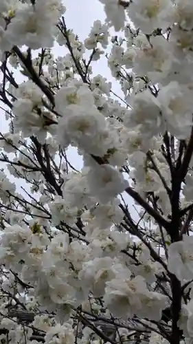知恩院(京都府)