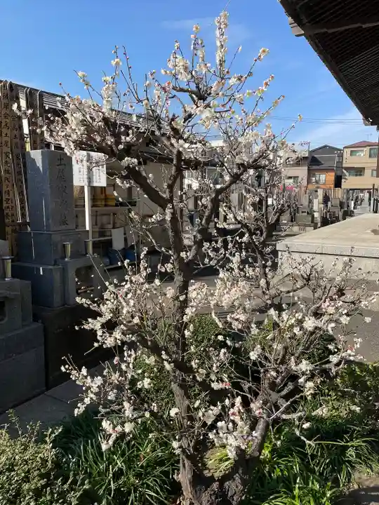 真正寺(東京都)