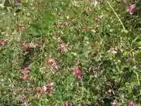 浄光明寺の自然