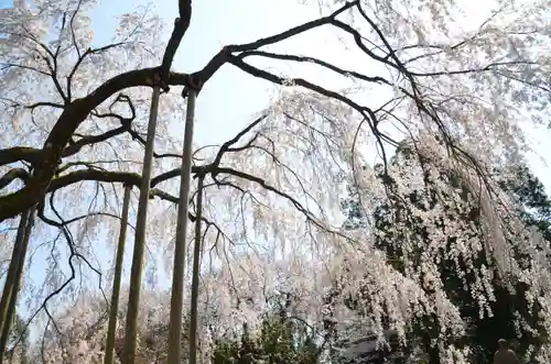足羽神社の自然