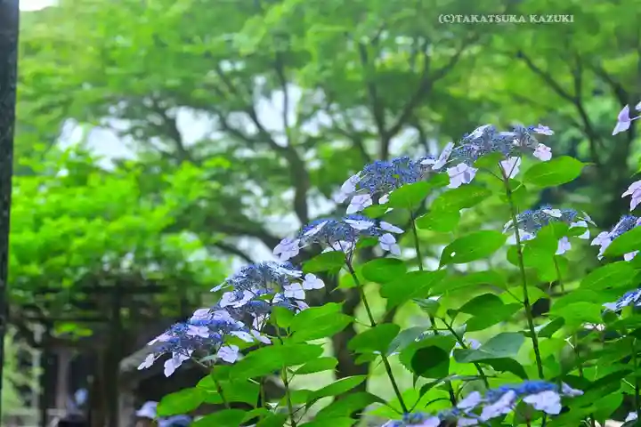 妙本寺(神奈川県)