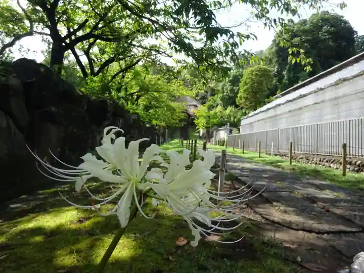 横浜 西方寺の自然