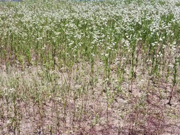 八幡神社の自然
