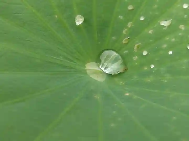 大安禅寺(福井県)