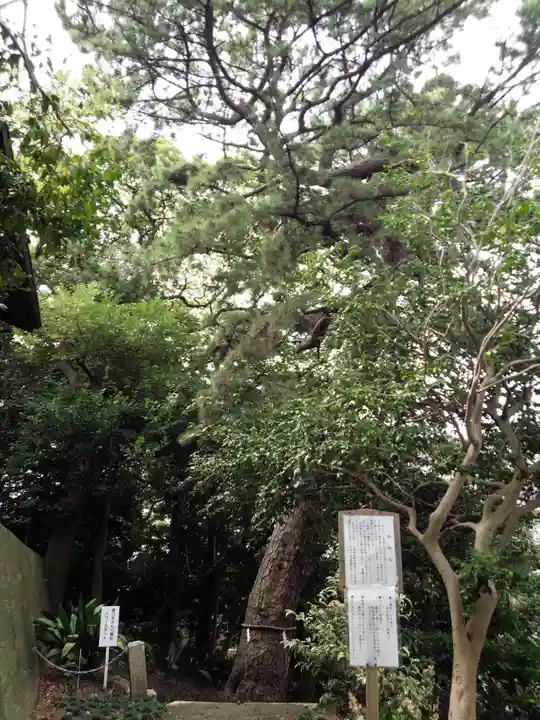 第六天神社の自然