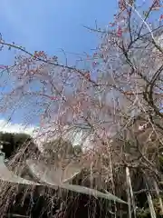 常陸第三宮　吉田神社の自然